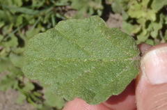 Hermannia scabricaulis