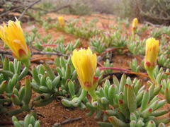 Lampranthus procumbens