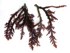 Ahnfeltiopsis devoniensis