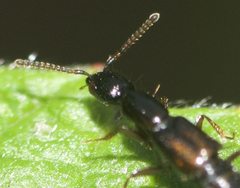 Oxybleptes kiteleyi