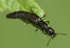 Oxybleptes kiteleyi
