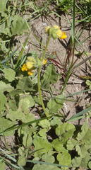 Hermannia scabricaulis