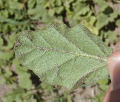 Hermannia scabricaulis