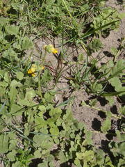 Hermannia scabricaulis