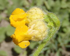 Hermannia scabricaulis