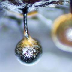 Elaeomyxa reticulospora