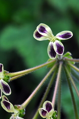 Pelargonium lobatum
