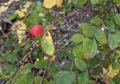 Rosa spithamea
