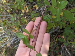 Rosa spithamea