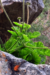 Pelargonium lobatum