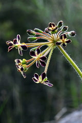 Pelargonium lobatum