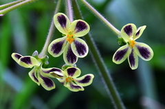 Pelargonium lobatum