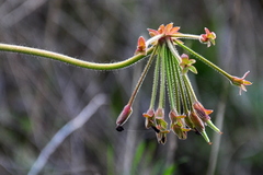 Pelargonium lobatum