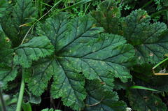 Pelargonium lobatum