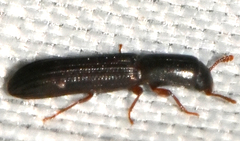 Colydium lineola