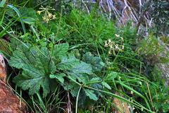 Pelargonium lobatum