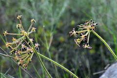 Pelargonium lobatum