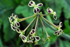 Pelargonium lobatum