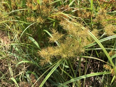 Cyperus engelmannii
