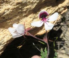 Pelargonium tricolor
