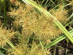 Cyperus engelmannii