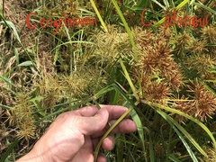 Cyperus engelmannii