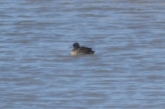 Heteronetta atricapilla