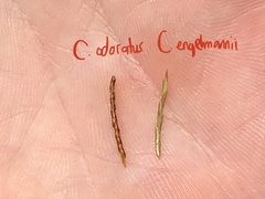Cyperus engelmannii