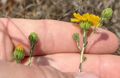 Deinandra increscens