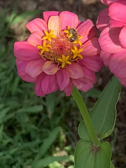 Halictus