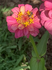 Halictus