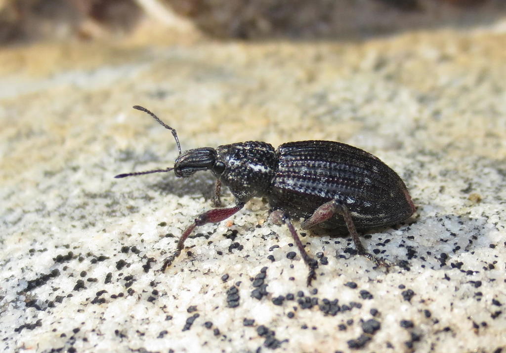Cape Donkeyface Weevil
