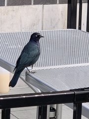 Euphagus cyanocephalus