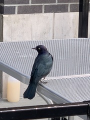 Euphagus cyanocephalus