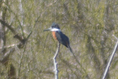 Megaceryle torquata