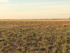 Tympanuchus pallidicinctus