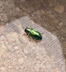 Chrysobothris purpureoplagiata