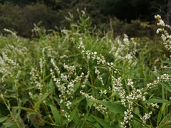 Persicaria robustior