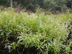 Persicaria robustior