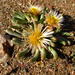 Mesembryanthemum resurgens - Photo (c) Lize von Staden, μερικά δικαιώματα διατηρούνται (CC BY-NC), uploaded by Lize von Staden