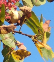 Baizongia pistaciae