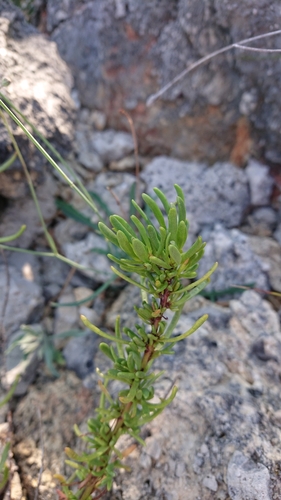 Primorski oman (Limbarda crithmoides)