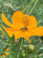 Halictus