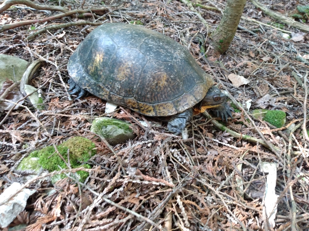 Blanding's Turtle in August 2021 by akedwards · iNaturalist