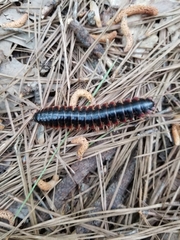 Apheloriini