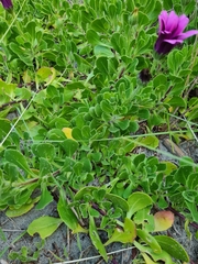 Dimorphotheca jucunda