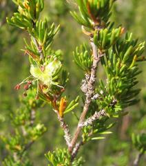 Cliffortia teretifolia