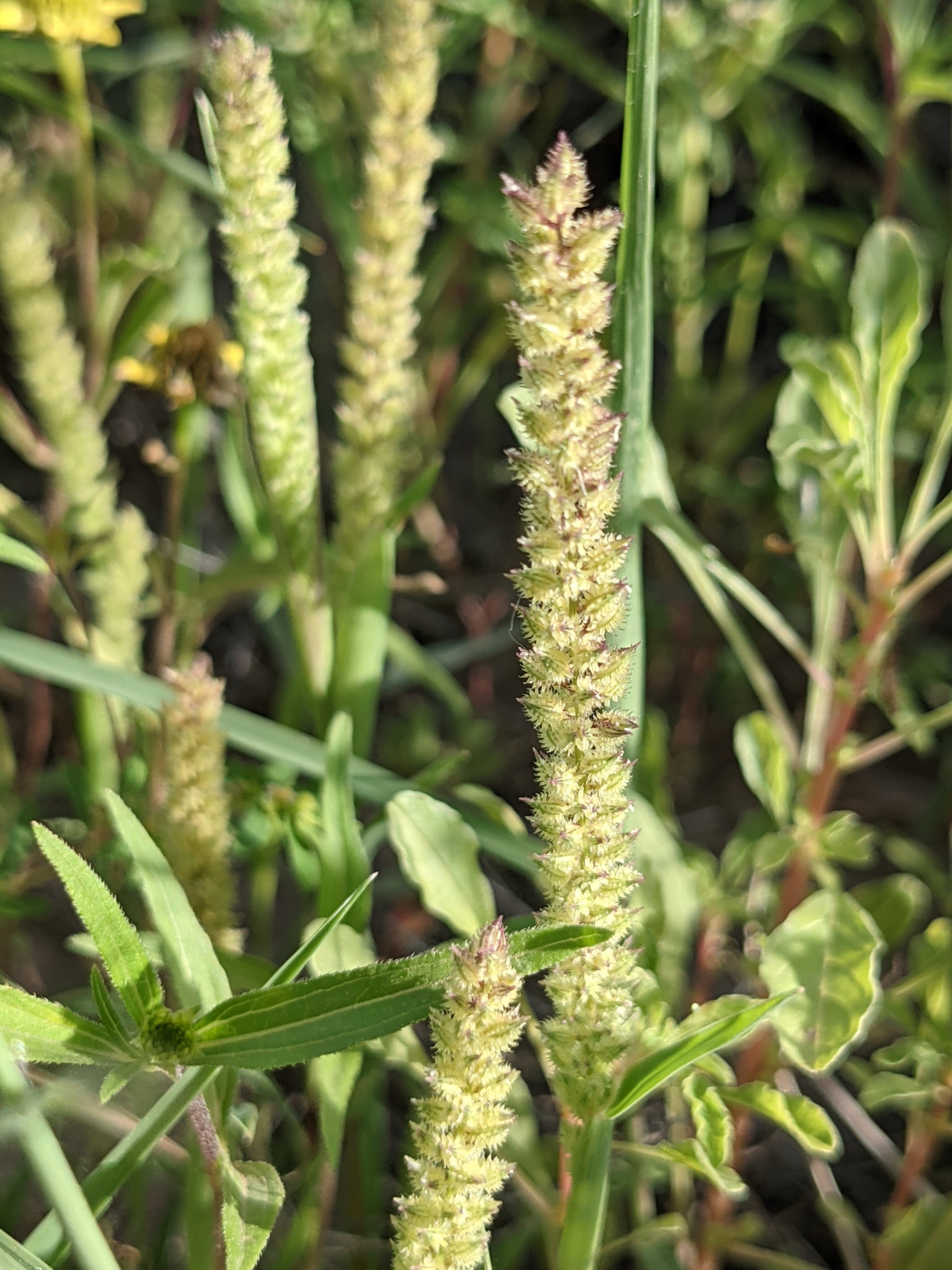 Tragus berteronianus