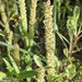 African Bur-Grass - Photo (c) Dominic Gentilcore, some rights reserved (CC BY), uploaded by Dominic Gentilcore