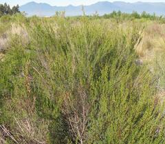 Cliffortia teretifolia